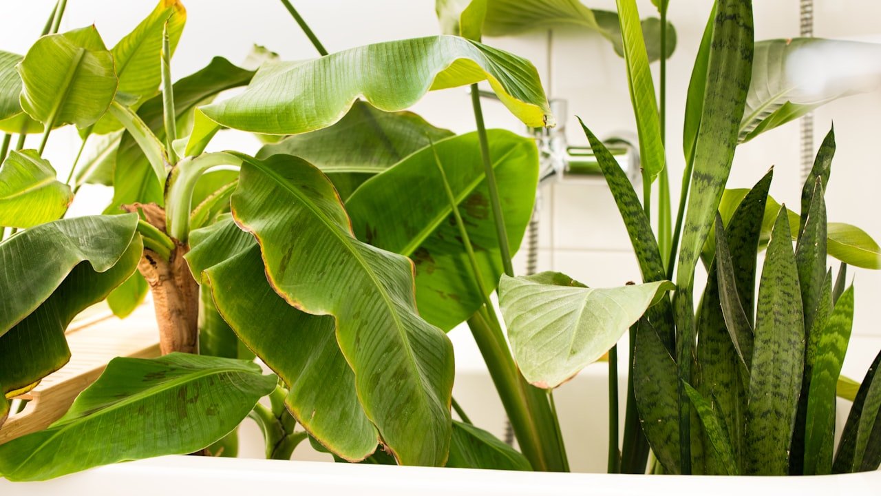 How to maintain your frameless shower screen