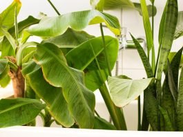 How to maintain your frameless shower screen