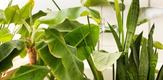 How to maintain your frameless shower screen