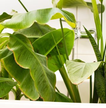 How to maintain your frameless shower screen