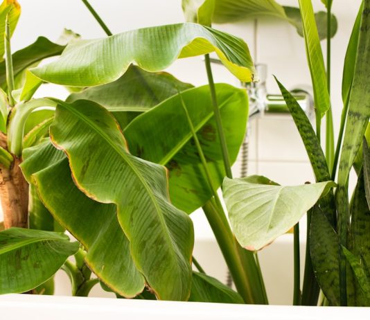 How to maintain your frameless shower screen