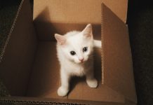 Tips on Using Macaron Box to Store Macarons