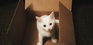 Tips on Using Macaron Box to Store Macarons