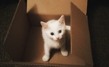 Tips on Using Macaron Box to Store Macarons