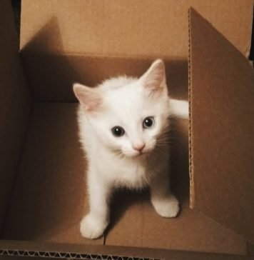 Tips on Using Macaron Box to Store Macarons