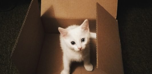 Tips on Using Macaron Box to Store Macarons