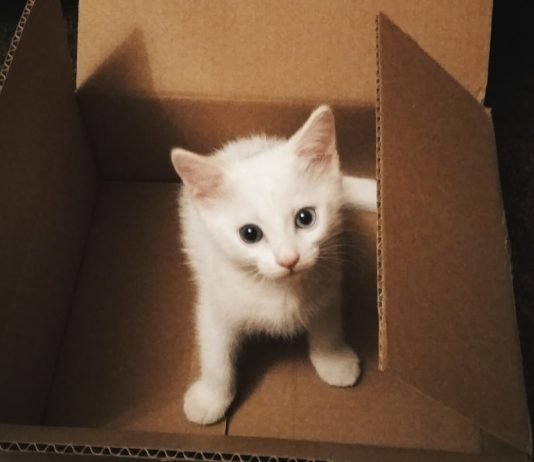 Tips on Using Macaron Box to Store Macarons